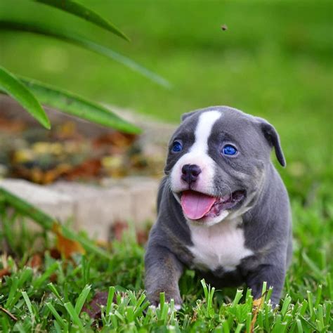 Pocket blue american bully puppy. Things To Know About Pocket blue american bully puppy. 